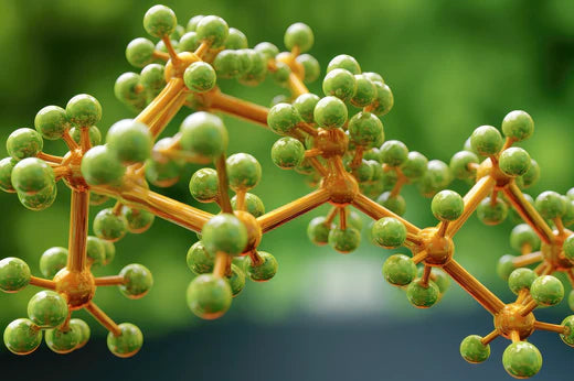 Anandamida: El cannabinoide endógeno que equilibra cuerpo y mente