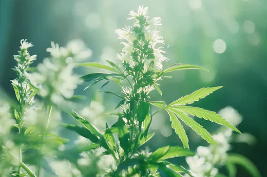 Terpenos: Qué son y por qué son importantes en las plantas