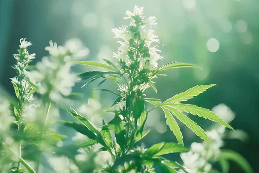 Terpenos: Qué son y por qué son importantes en las plantas