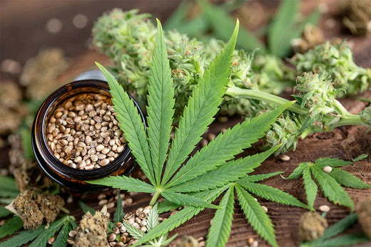 CBD: Efectos positivos y negativos en la salud