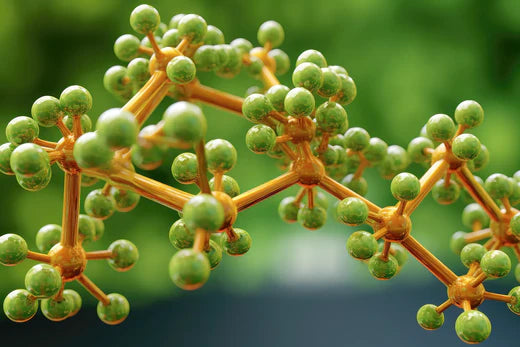 Anandamida: El cannabinoide endógeno que equilibra cuerpo y mente