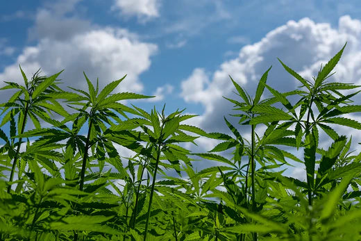 ¿Para qué sirve el CBD? Usos y beneficios del cannabidiol en la salud