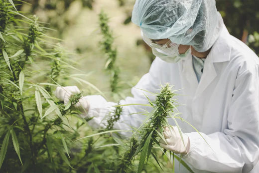 Descubre los beneficios del CBD: Propiedades y usos terapéuticos