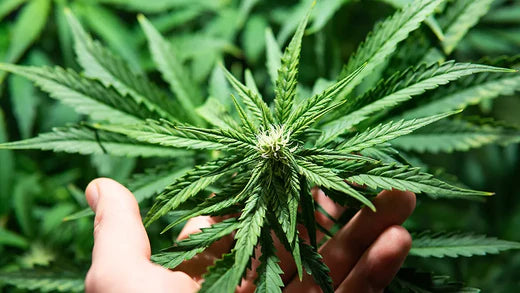 ¿Es legal el CBD en España en 2024? Todo lo que necesitas saber