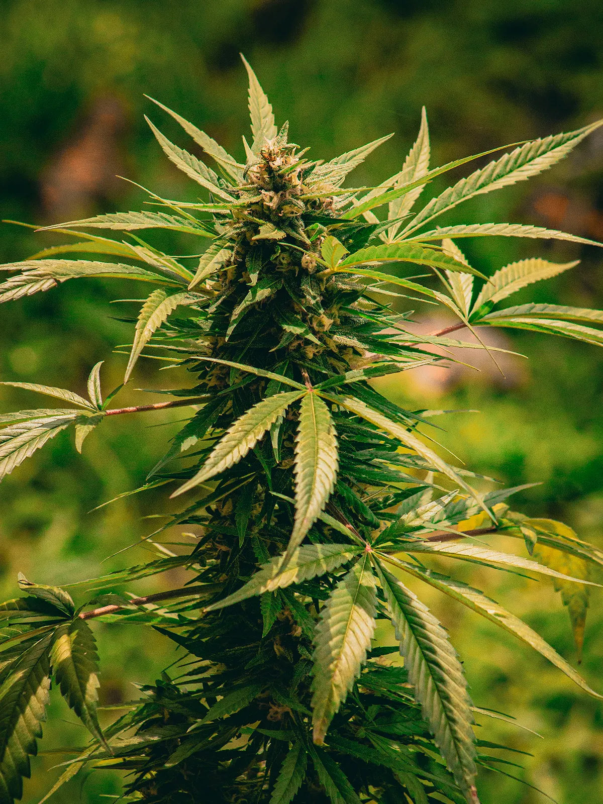 Planta de Cannabis sativa cultivada para la obtención de aceite de cáñamo y cannabidiol CBD utilizado en cosmética de The Cutis Lab